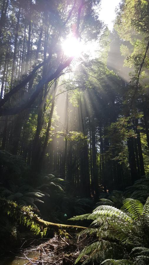 Cozy Otways Accommodation Beech Forest Esterno foto